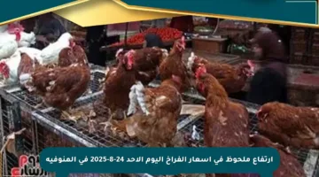 ارتفاع ملحوظ في أسعار الفراخ اليوم الأحد 24-8-2025 في المنوفية